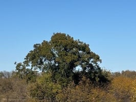 34003764