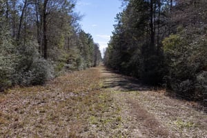 29450599