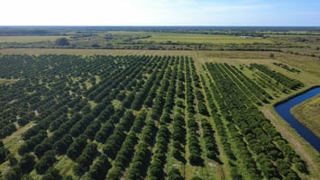 28938817