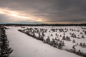 29040365
