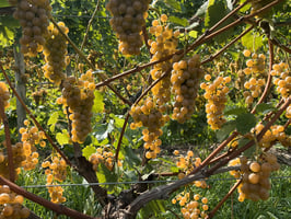 29043513