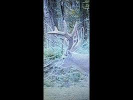 31376745