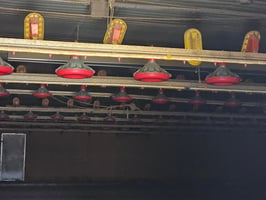 29377569