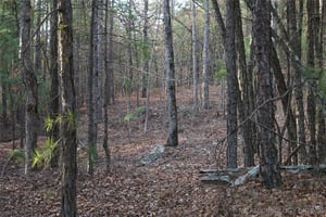 29532888