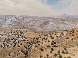 29553526