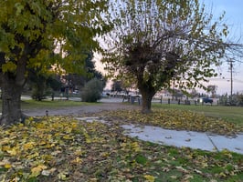 29616108