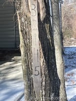 29655251