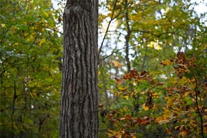 29697390