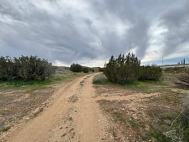 29774493