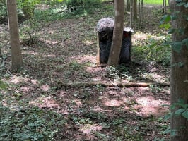 29778536