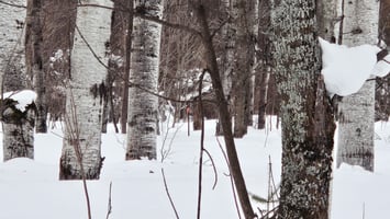 30100991