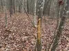32793997