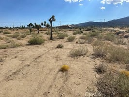 32907378
