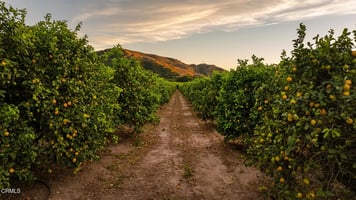 30841120