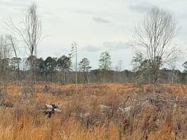 34117161