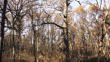 30973909