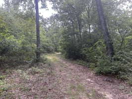 31075517