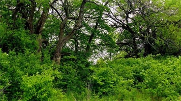 32336953