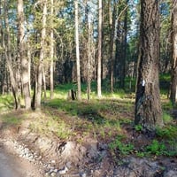 31367869