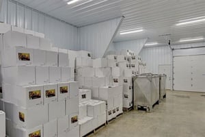 31368786