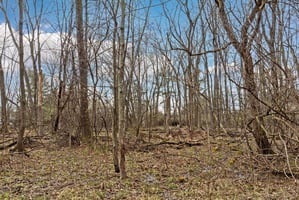 31387846