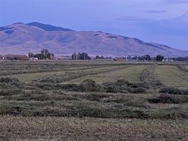 31447304