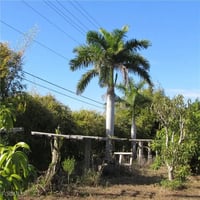 31487691