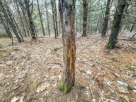 31507454
