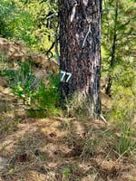 31549476
