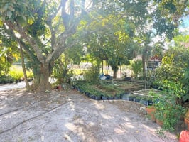 31567968