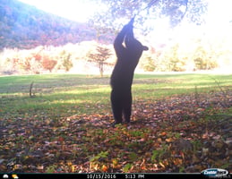 31616686