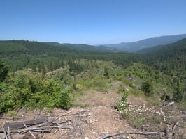 31634781