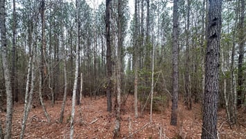 31636749