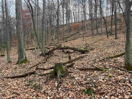 31676368