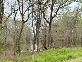 31737432