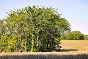 32459058