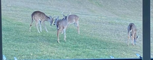 32538082