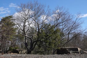 32597482
