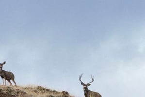32612134