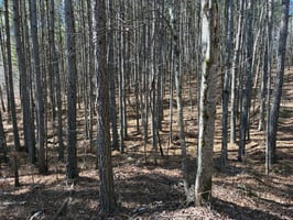 32640650