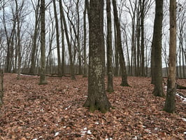32745661