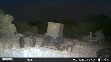 32775812