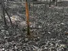 32794033