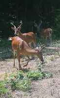 32816288