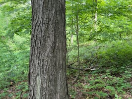 32896649