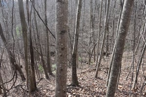 32861096