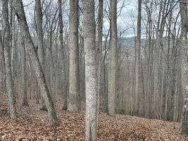 32874443