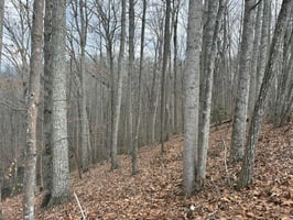 32874447