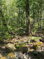 32875335