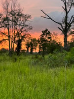 32890054